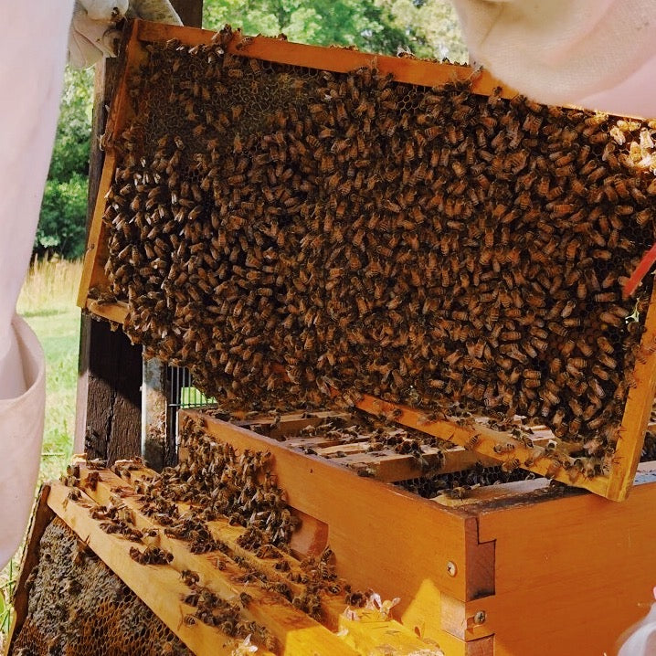 beeswax bars