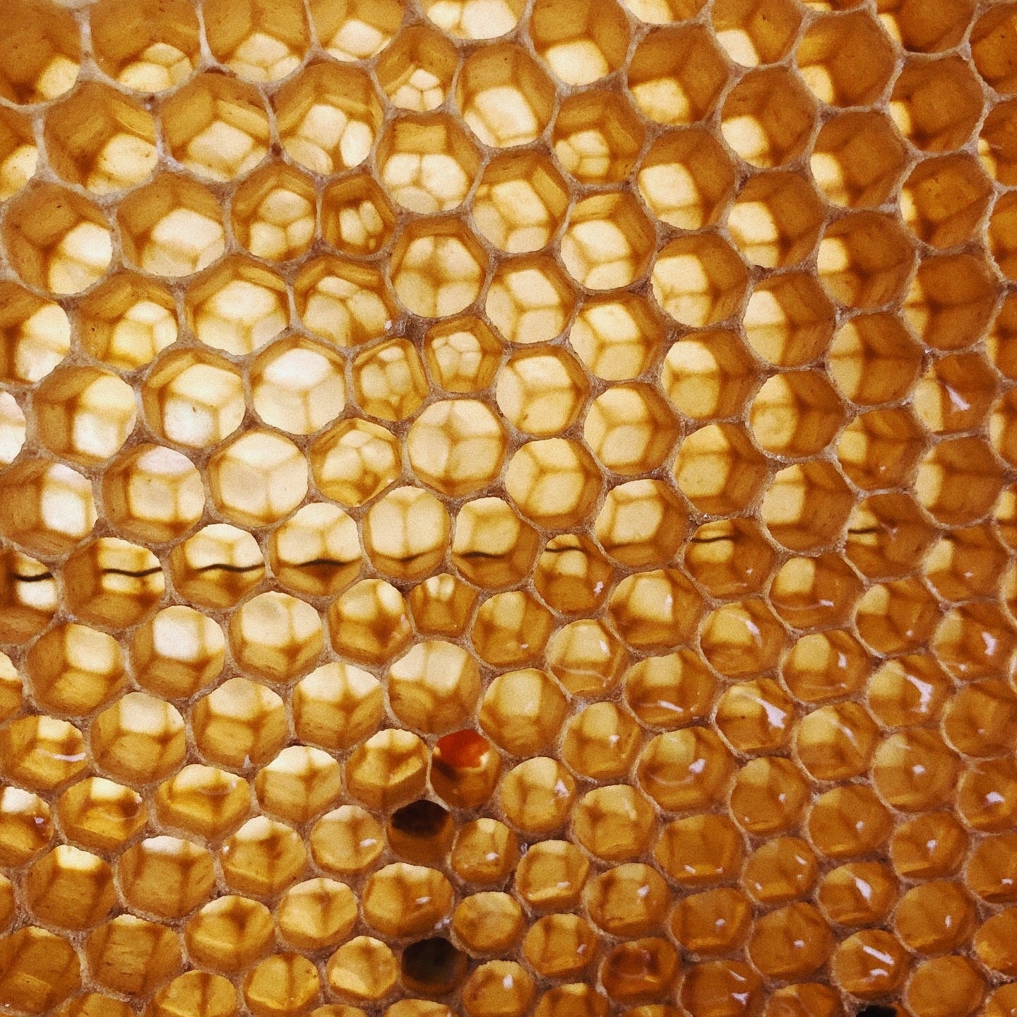beeswax bars