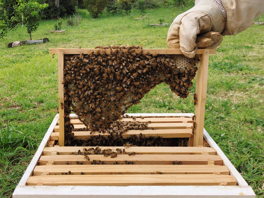 A gloved hand is lifting a half constructed frame of Friday Hut Market honeycomb from a Warre hive. The frame is covered with hundreds of healthy bees.